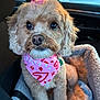 Bowie is registered to the contest to win money with this photo: dog, puppy, pet, bandana, bow, car_interior, car, seat, dog_bed, close_up, portrait, fluffy, big_eyes, nose, fur, whiskers, collar, accessory, pink, cute
