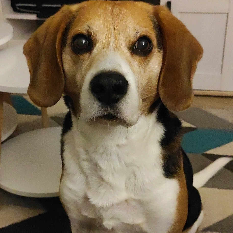 Guenzo a rejoint le concours — aidez-le/la à gagner de superbes lots ! animal, architecture, beagle, building, canine, computerhardware, cup, dog, electronics, entertainmentcenter, hardware, hound, indoors, interiordesign, monitor, pet, plate, puppy, screen, tv