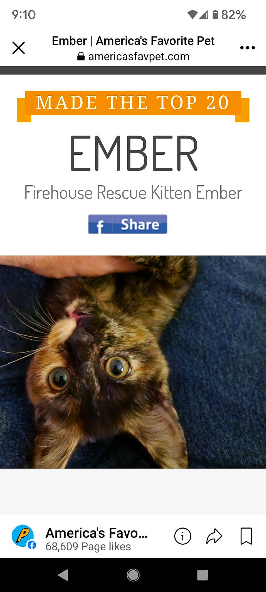 Ember is registered to the contest to win money with this photo: advertising, book, book_cover, brand, carnivore, cat, electric_blue, felidae, font, fur, gesture, liver, paw, photo_caption, publication, selfie, small_to_medium_sized_cats, terrestrial_animal, whiskers, wildlife