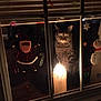 Jynx joined the competition — help win amazing prizes! cat, tabby, window, candle, light, dark, holiday, christmas, decoration, sticker, snowman, santa, night, glow, reflection, curious, pet, animal, indoor, festive