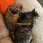 Jynx is registered to the contest to win money with this photo: cat, tabby_cat, pets, sleeping, couch, pillow, blanket, fur, paw, indoor, cozy, resting, animal, two_animals, brown, gray, texture, soft, companion, relaxation