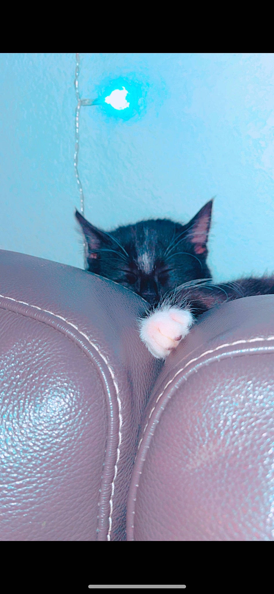 Knuckles is registered to the contest to win money with this photo: azure, carmine, carnivore, cat, comfort, electric_blue, fashion_accessory, felidae, foot, fur, hood, human_leg, macro_photography, small_to_medium_sized_cats, tints_and_shades, whiskers, window