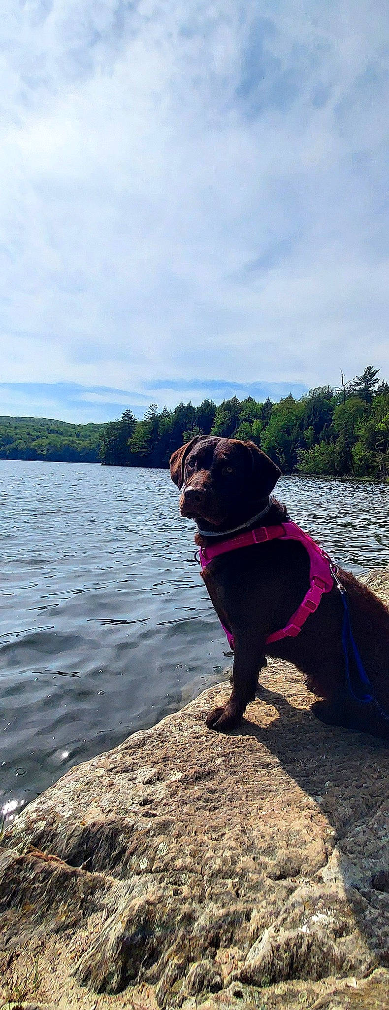 Stella joined the competition — help win amazing prizes! beach, canidae, carnivore, cloud, collar, companion_dog, dog, dog_breed, dog_collar, fawn, lake, leash, pet_supply, plant, sky, sporting_group, tail, tree, water, working_animal