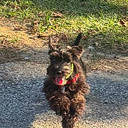 Ferguson joined the competition — help win amazing prizes! animal, black_dog, canine, collar, daylight, dog, excited, fur, grass, gravel, happy, motion, nature, outdoor, path, pet, playful, running, sunlight, tongue_out