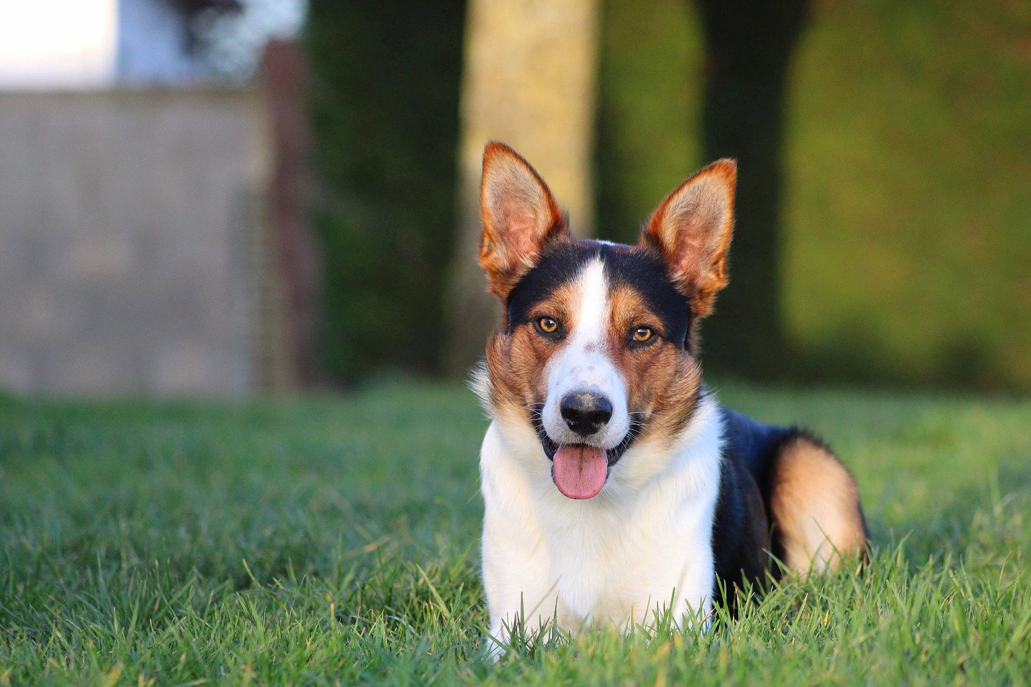 Sunny participe au concours pour gagner de l'argent avec cette photo : canidae, carnivore, companion_dog, dog, dog_breed, grass, herding_dog, plant, snout, sporting_group, terrestrial_animal, whiskers, working_dog