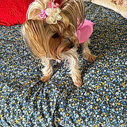 Lolita joined the competition — help win amazing prizes! animal, bed, companion, cushion, cute, decorative_pillow, dog, domestic_animal, floral_blanket, flower, fur, hair_accessory, indoor, looking_sideways, pet, pink_dress, red_pillow, resting_place, small_dog, yorkshire_terrier