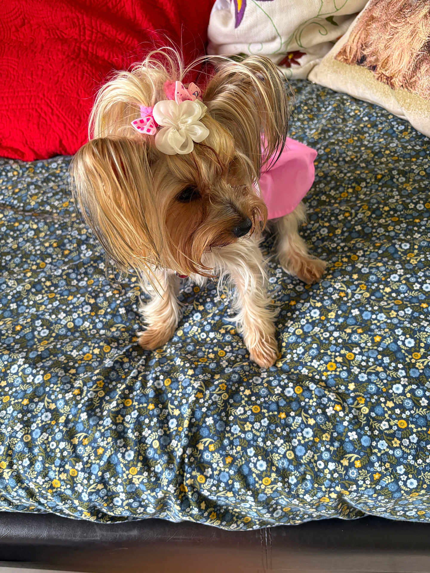 Lolita