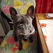 Mon Bébé Charly a rejoint le concours — aidez-le/la à gagner de superbes lots ! dog, french_bulldog, chair, cushion, floral_pattern, table, placemat, indoor, pet, curious, ears, face, looking_at_camera, wooden_furniture, red_curtain, butterfly_pattern, domestic, animal, companion, sitting
