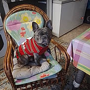 Mon Bébé Charly participe au concours pour gagner de l'argent avec cette photo : animal, chair, cozy, cushion, cute, decor, dog, flooring, french_bulldog, home, indoor, looking, patterned, pet, seated, sweater, table, tablecloth, tile_floor, wicker