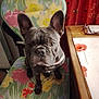 dog, french_bulldog, chair, cushion, floral_pattern, table, placemat, indoor, pet, curious, ears, face, looking_at_camera, wooden_furniture, red_curtain, butterfly_pattern, domestic, animal, companion, sitting