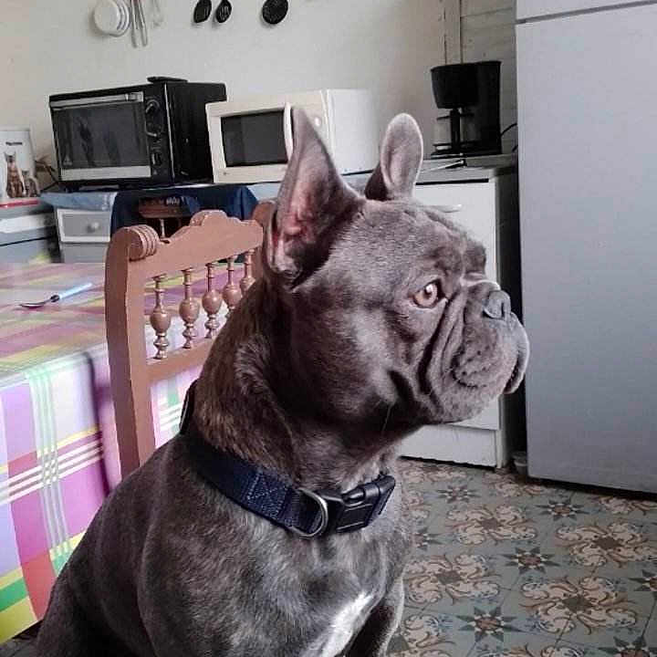 Salye participe au concours pour gagner de l'argent avec cette photo : animal, chair, coffee_maker, collar, decor, dog, floor_tiles, french_bulldog, furniture, indoor, kitchen, microwave, oven, pet, portrait, sitting, table, tablecloth, utensils, wall_art