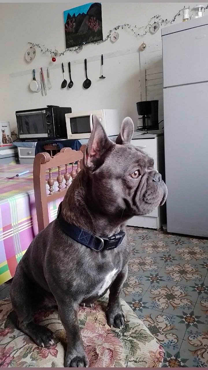 Salye participe au concours pour gagner de l'argent avec cette photo : dog, french_bulldog, pet, indoor, kitchen, chair, table, tablecloth, microwave, oven, coffee_maker, floor_tiles, wall_art, utensils, collar, animal, sitting, furniture, decor, portrait