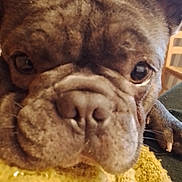 Mon Bébé participe au concours pour gagner de l'argent avec cette photo : animal, brown_fur, closeup, cozy, cute, dog, domestic_animal, eyes, french_bulldog, fur, indoor, nose, paw, pet, portrait, resting, sleepy, snout, wrinkly_face, yellow_blanket