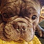 animal, brown_fur, closeup, cozy, cute, dog, domestic_animal, eyes, french_bulldog, fur, indoor, nose, paw, pet, portrait, resting, sleepy, snout, wrinkly_face, yellow_blanket