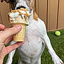 animal, brown, caramel, cone, cute, dog, food, fur, grass, hand, ice_cream, outdoor, pet, playing, sniffing, summer, tennis_ball, treat, whipped_cream, white