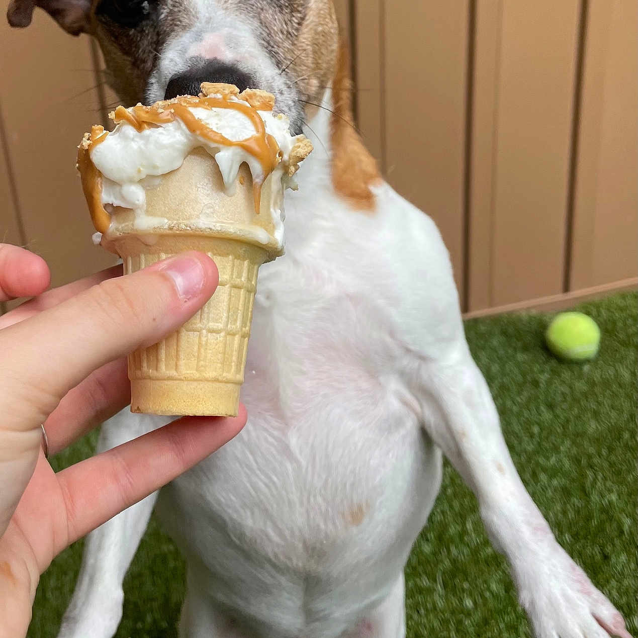 Kaven is registered to the contest to win money with this photo: animal, brown, caramel, cone, cute, dog, food, fur, grass, hand, ice_cream, outdoor, pet, playing, sniffing, summer, tennis_ball, treat, whipped_cream, white