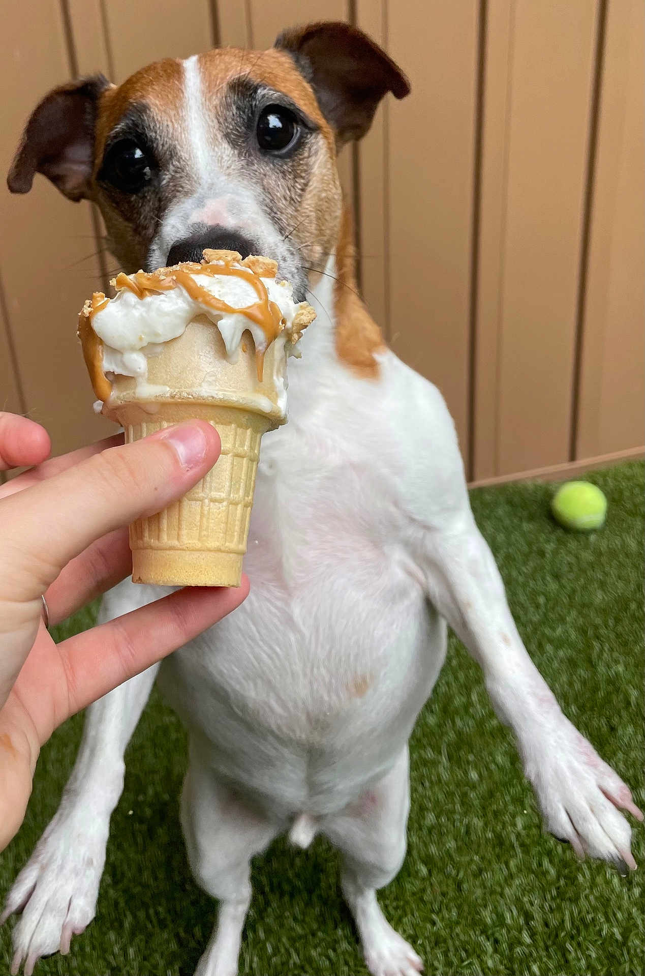 Kaven is registered to the contest to win money with this photo: animal, brown, caramel, cone, cute, dog, food, fur, grass, hand, ice_cream, outdoor, pet, playing, sniffing, summer, tennis_ball, treat, whipped_cream, white