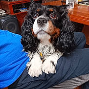 Bobo joined the competition — help win amazing prizes! black_fur, brown_fur, cavalier_king_charles_spaniel, chair, clothing, coffee_mug, curly_fur, dog, eyes, floor, furniture, indoor, lap, paws, person, pet, relaxed, television, white_fur, wooden_table