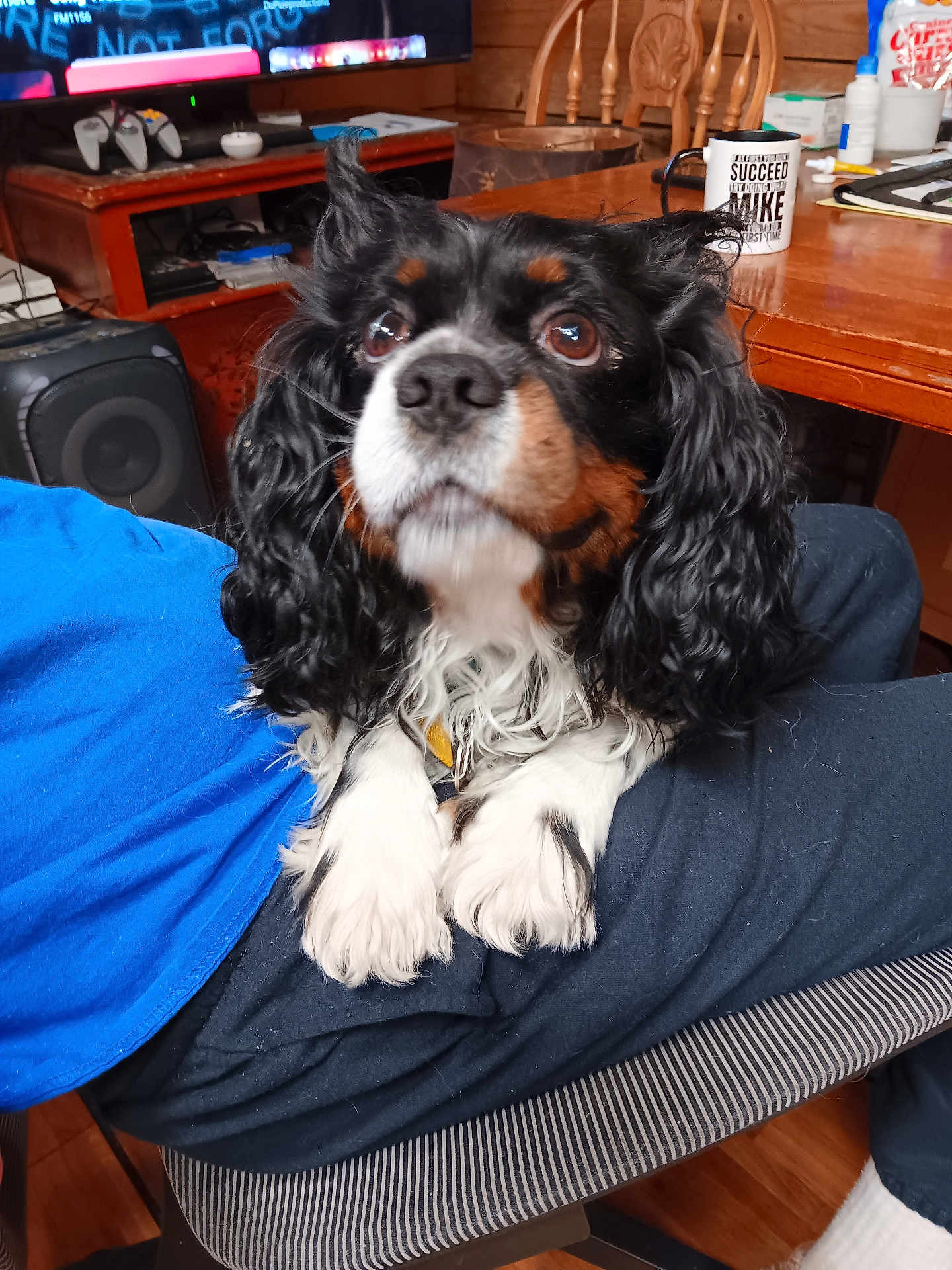 Bobo