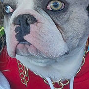 Mr Ace is registered to the contest to win money with this photo: dog, french_bulldog, close_up, heterochromia, hoodie, red_clothing, gold_chain, pet, animal, car_interior, ears, snout, nose, fur, whiskers, portrait, looking_away, seated, companion, cute