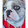 Ace is registered to the contest to win money with this photo: animal, brown_and_white, button, canine, close_up, dog, ears, face, gold_chain, mobile_phone, outdoor, pet_contest, portrait, profile, red_hoodie, screen_capture, serious_expression, text, voting_page, webpage