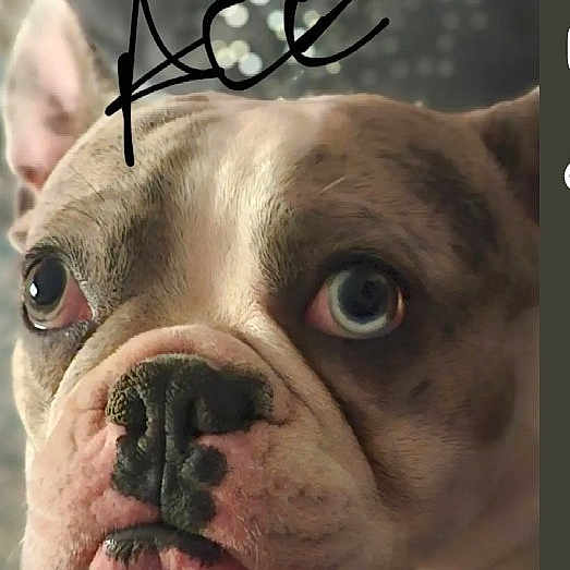 Ace