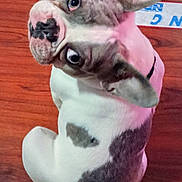 Ace is registered to the contest to win money with this photo: animal, bostonbull, boxer, bulldog, canine, dog, frenchbulldog, hardwood, hound, husky, indoors, interiordesign, pet, pitbull, puppy, purple, snout, whitedog, wood