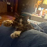 Zhara is registered to the contest to win money with this photo: bed, blanket, blue_blanket, cat, close_up, cozy, fur, furniture, indoor, lamp, living_room, low_light, night, paws, pet, relaxed, stretching, table, tuxedo_cat, whiskers