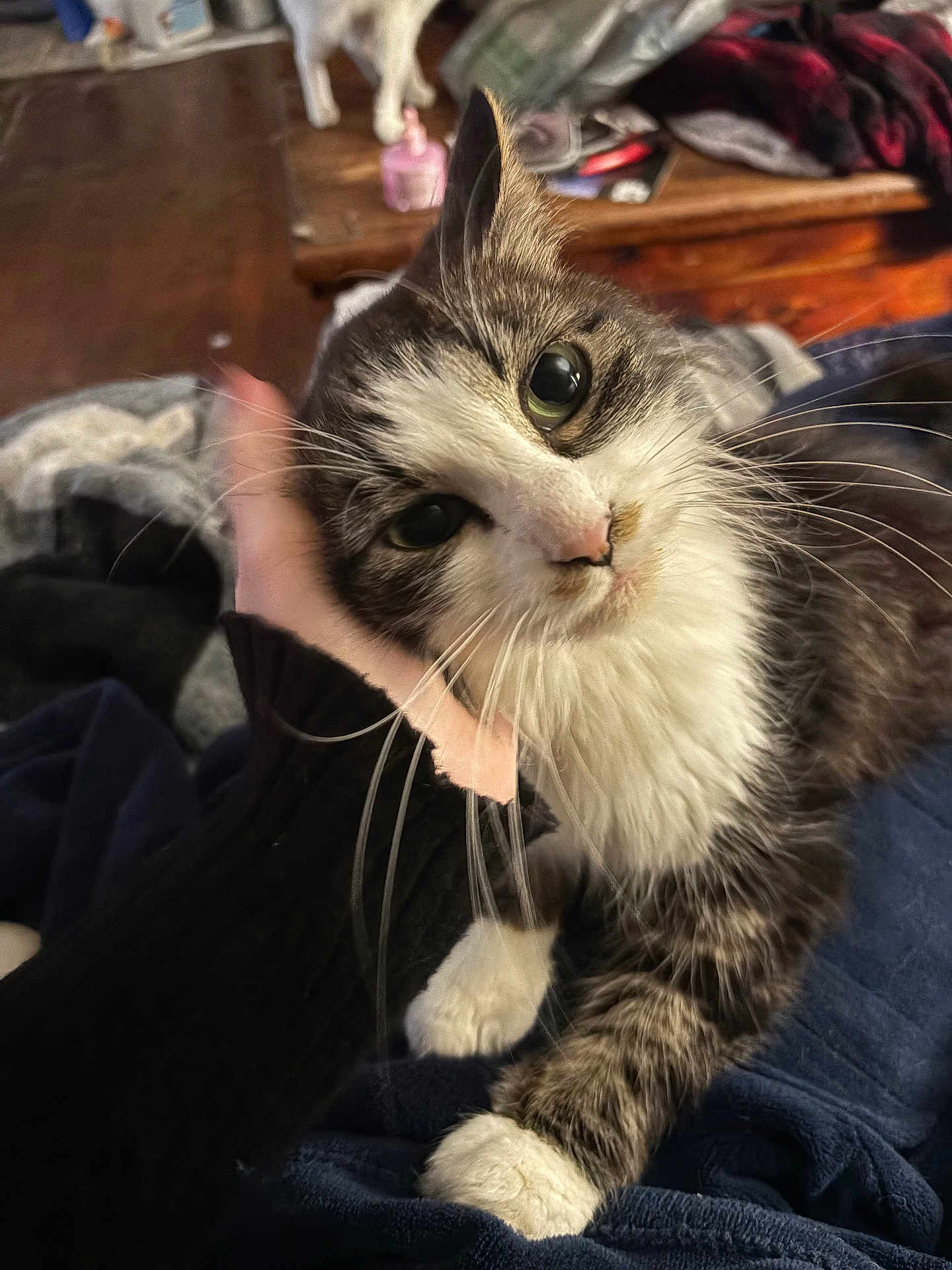 Zhara joined the competition — help win amazing prizes! blanket, bottle, cat, close_up, clothes, cozy, cute, feline, fur, green_eyes, hand, indoor, long_whiskers, paw, pet, portrait, tabby, whiskers, white_fur, wooden_table