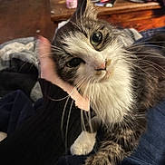 Zhara is registered to the contest to win money with this photo: blanket, bottle, cat, close_up, clothes, cozy, cute, feline, fur, green_eyes, hand, indoor, long_whiskers, paw, pet, portrait, tabby, whiskers, white_fur, wooden_table