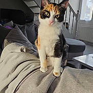 Peach a rejoint le concours — aidez-le/la à gagner de superbes lots ! cat, calico_cat, pet, indoor, living_room, sofa, jacket, staircase, window, daylight, fur, whiskers, ears, paw, curious, cozy, relaxed, domestic_animal, furniture, home