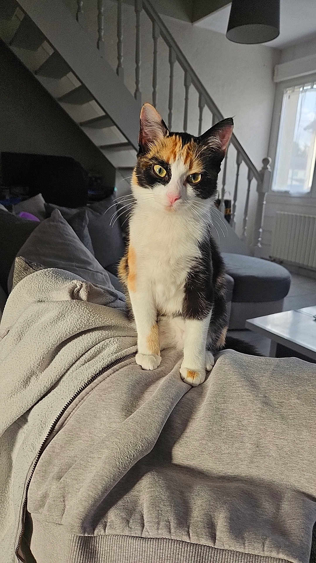 Peach a rejoint le concours — aidez-le/la à gagner de superbes lots ! cat, calico_cat, pet, indoor, living_room, sofa, jacket, staircase, window, daylight, fur, whiskers, ears, paw, curious, cozy, relaxed, domestic_animal, furniture, home