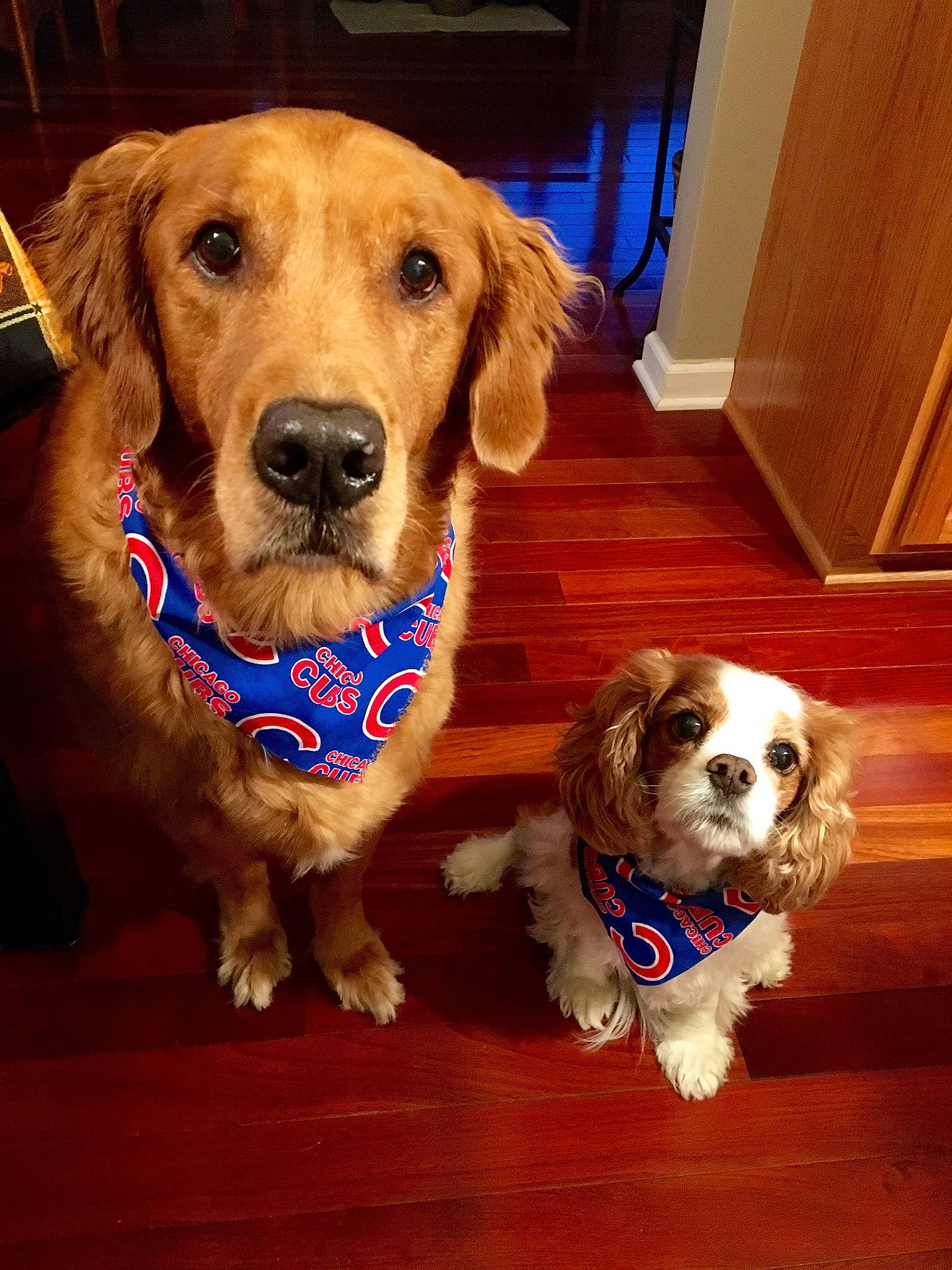 Jenna joined the competition — help win amazing prizes! canidae, carnivore, cavapoo, cocker_spaniel, companion_dog, dog, dog_breed, dog_clothes, dog_toy, english_cocker_spaniel, golden_retriever, mammal, paw, puppy, puppy_love, rare_breed_dog, snout, spaniel, sporting_group, vertebrate