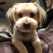 Rocky joined the competition — help win amazing prizes! adorable, bed, blanket, bokeh, close_up, collar, cozy, dog, eyes, fur, indoor, muzzle, nose, paws, pet, plaid, portrait, puppy, small_breed, whiskers