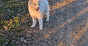 Laurence a rejoint le concours — aidez-le/la à gagner de superbes lots ! animal, bushes, country_road, dog, fluffy, golden_hour, grass, gravel, happy, outdoor, path, portrait, puppy, rocks, rural, shadows, standing, sunlight, vegetation, white_fur