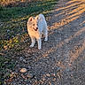 animal, bushes, country_road, dog, fluffy, golden_hour, grass, gravel, happy, outdoor, path, portrait, puppy, rocks, rural, shadows, standing, sunlight, vegetation, white_fur