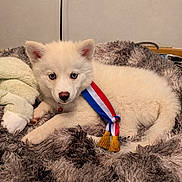 Laurence a rejoint le concours — aidez-le/la à gagner de superbes lots ! animal, blanket, blue_eyes, camera_gaze, close_up, cozy, cute, dog, fluffy, indoors, lying_down, medal, pet, plush_toy, portrait, puppy, red_white_blue, ribbon, tricolor, white_fur