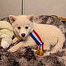 animal, blanket, blue_eyes, camera_gaze, close_up, cozy, cute, dog, fluffy, indoors, lying_down, medal, pet, plush_toy, portrait, puppy, red_white_blue, ribbon, tricolor, white_fur