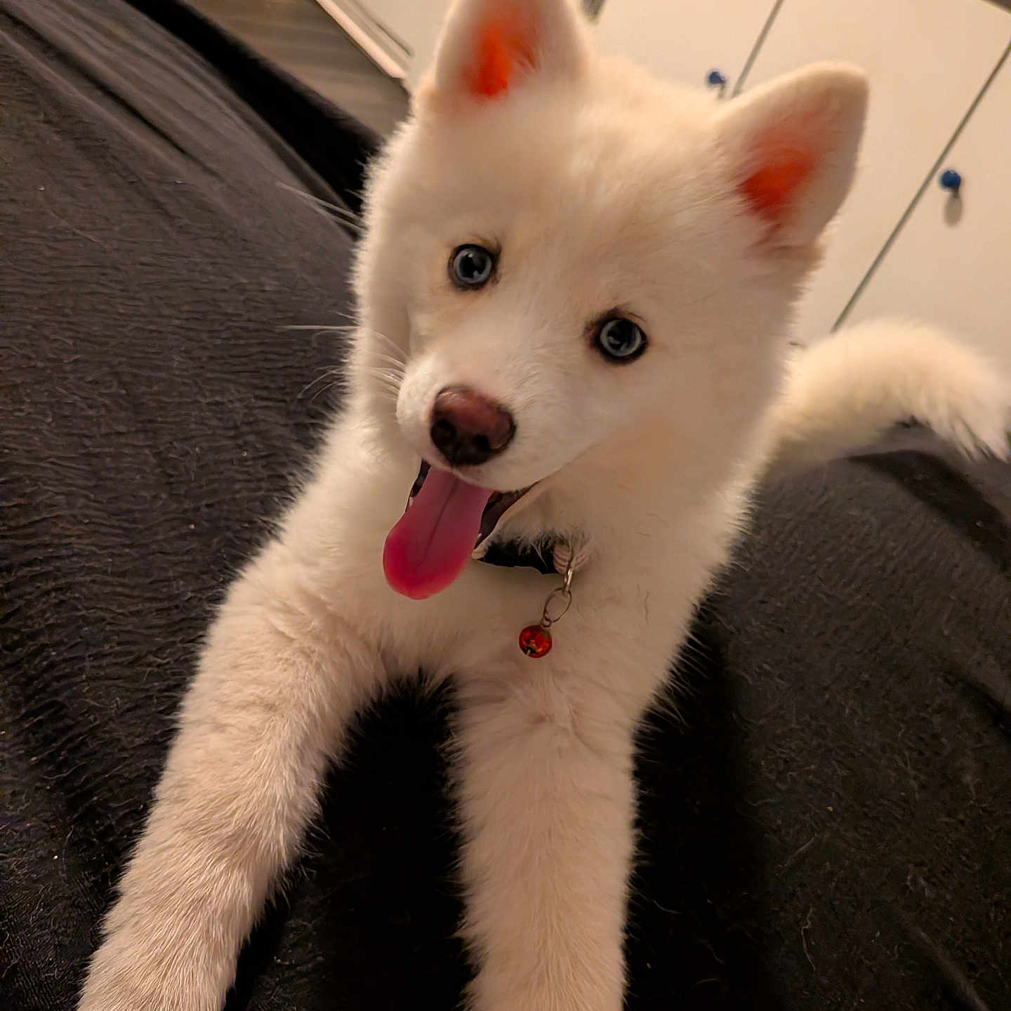 Laurence participe au concours pour gagner de l'argent avec cette photo : animal, bell, blue_eyes, collar, couch, cute, dog, fluffy, home, indoor, lying_down, open_mouth, pet, pointy_ears, portrait, puppy, sitting, sofa, tongue, white_fur