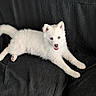 Laurence participe au concours pour gagner de l'argent avec cette photo : animal, black_background, blue_eyes, close_up, couch, cute, dog, ears, fluffy, indoor, leather, lying_down, paws, pet, portrait, puppy, smiling, stretching, tail, white_fur