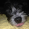 dog, puppy, shaggy_fur, black_and_white, nose, tongue, face_closeup, sleeping, resting, cute, funny, pet, animal, portrait, quilt, blanket, indoors, black_background, fluffy, close_up