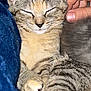 cat, kitten, sleeping, tabby, pet, animal, feline, paw, hand, blanket, cozy, resting, cute, domestic_animal, fur, whiskers, closed_eyes, comfort, indoor, soft
