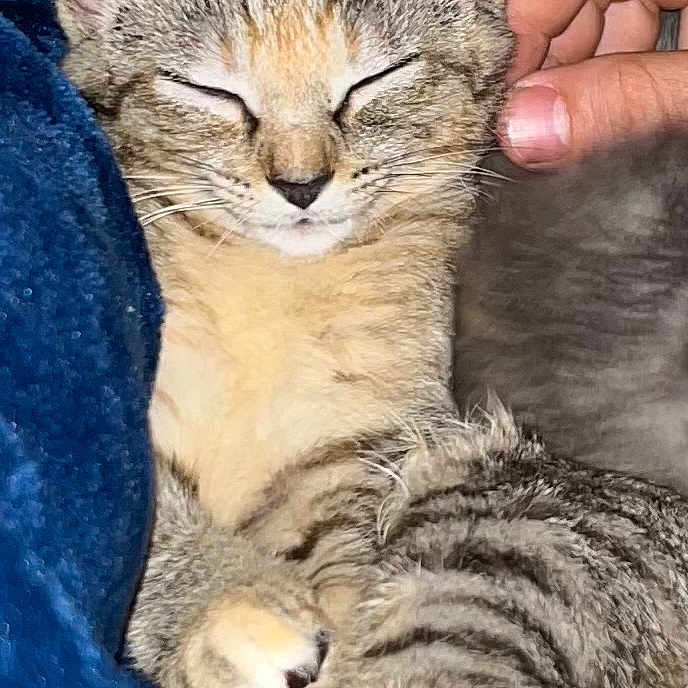 Cleo joined the competition — help win amazing prizes! animal, blanket, cat, closed_eyes, comfort, cozy, cute, domestic_animal, feline, fur, hand, indoor, kitten, paw, pet, resting, sleeping, soft, tabby, whiskers