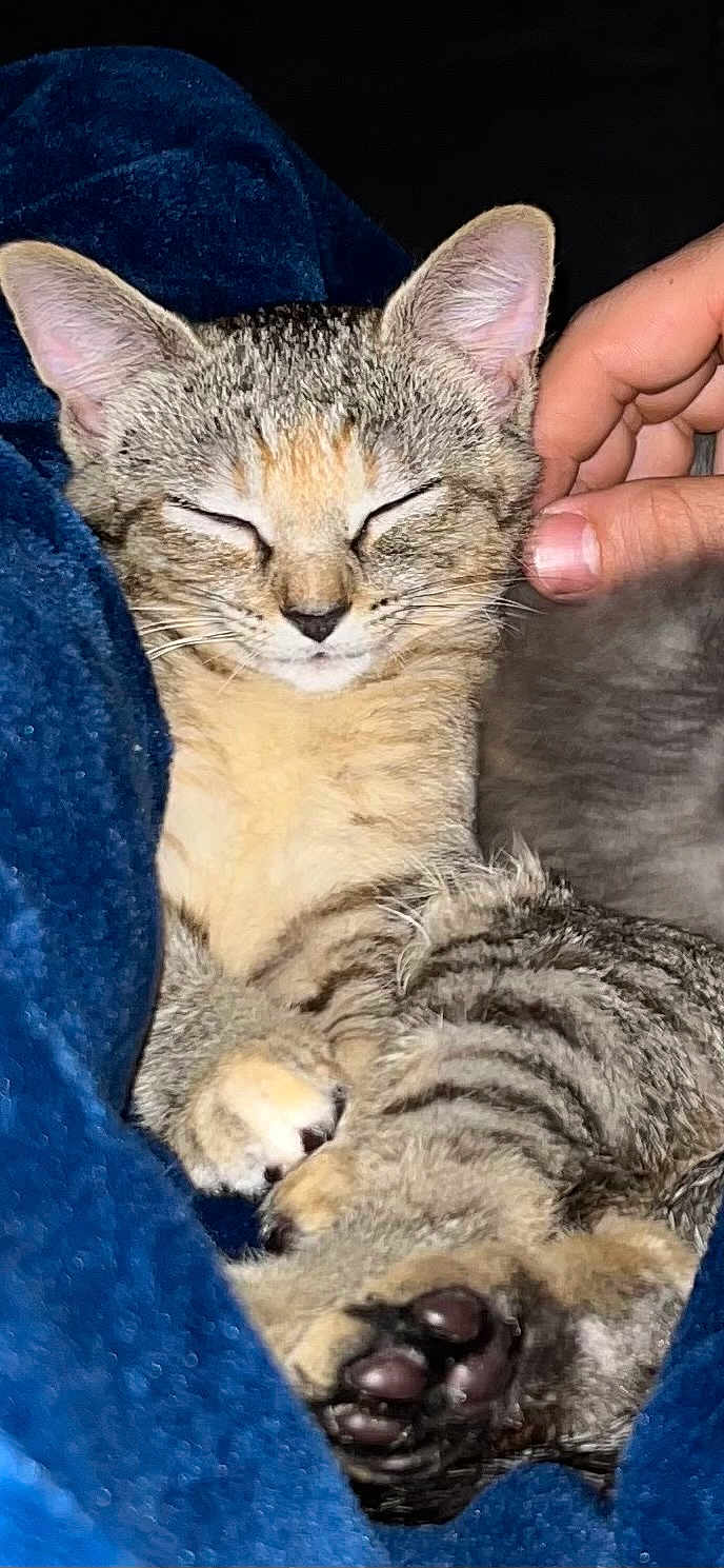 Cleo
