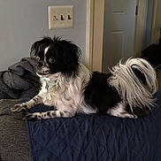 Short Stack is registered to the contest to win money with this photo: alert, black_and_white, collar, companion, couch, cute, dog, domestic_animal, fur, furniture, home, indoor, living_room, long_hair, lying_down, pet, quilted_blanket, side_view, small_dog, tail_curled