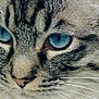 cat, close_up, blue_eyes, whiskers, fur, tabby, animal, pet, face, mammal, portrait, feline, cute, domestic_animal, looking, nose, ears, expression, soft_light, detailed