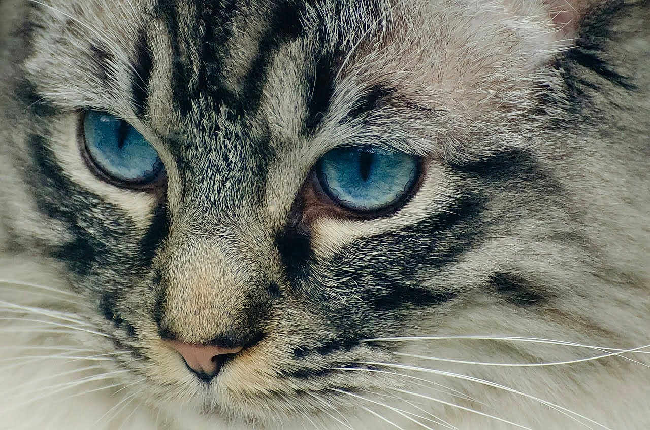 Missy