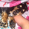puppy, dog, sleeping, black_and_tan, small_dog, paws, paw_pads, blanket, pink_blanket, cozy, pet, animal, close_up, indoors, resting, fur, snout, nose, human_arm, cute