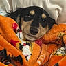Bear joined the competition — help win amazing prizes! dog, black_and_tan, sleepy, cozy, blanket, orange_blanket, portrait, close_up, indoors, bedding, snuggling, resting, lying_down, floppy_ears, nose, eyes, fur, warm, cute, pet