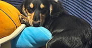 Bear is registered to the contest to win money with this photo: dog, puppy, black_and_tan, sleeping, resting, curled_up, couch, sofa, blue_cushion, orange_ball, toy, indoor, home, cozy, cute, pet, long_tail, floppy_ears, lying_down, portrait